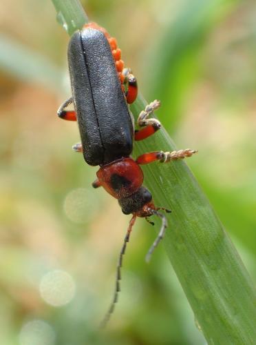 Réf. 266 009 : Cantharis rustica